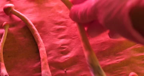 Grower Hand In Glove Put Magic Mushrooms On Baking Paper In Red Lighting. Stock Footage 160532892