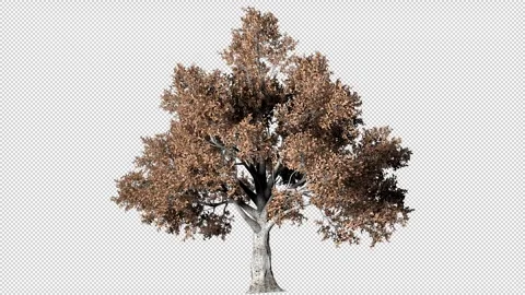 Growing 3D Deciduous Tree Stock Footage 304421370