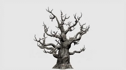 Growing 3D Oak Stock Footage 303590366