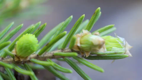 The growing acorns of the spruce tree Stock Footage 137358775