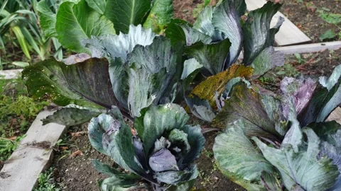 A growing acre red cabbage in the garden field along with other vegetables Stock Footage 295285375