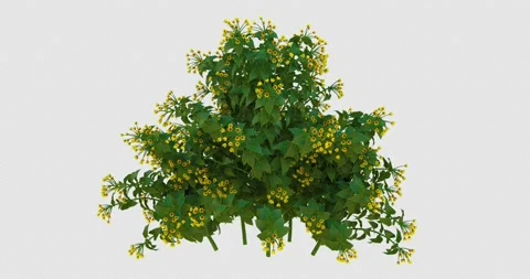 Growing Allamanda Flowers-Front 動画素材 188841645