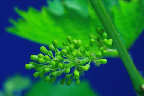 Growing and blossoming common grape vine. Timelapse colour key Stock Footage 112358868