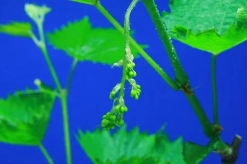 Growing and blossoming common grape vine. Timelapse colour key Stock Footage 112359700