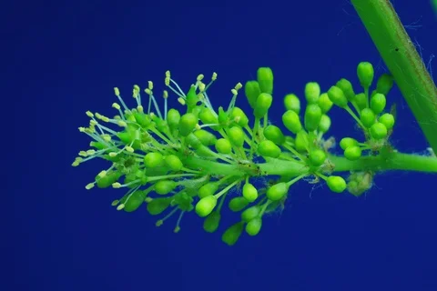 Growing and blossoming common grape vine. Timelapse colour key Video stock 112360670