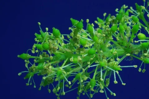 Growing and blossoming common grape vine. Timelapse colour key Stock Footage 112361374