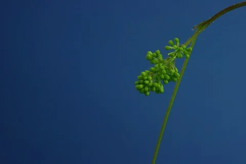 Growing and blossoming common grape vine. Timelapse colour key Stock Footage 112384821