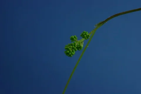Growing and blossoming common grape vine. Timelapse colour key Stock Footage 112385710
