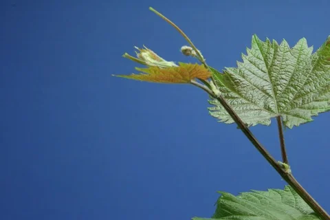 Growing and blossoming common grape vine. Timelapse colour key Stock Footage 112387756