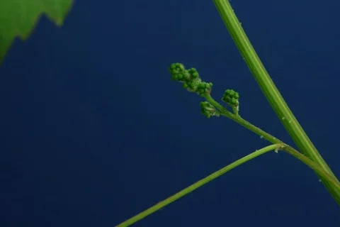 Growing and blossoming common grape vine. Timelapse colour key Stock Footage 112387922