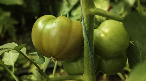 Growing and ripening tomato Stock-Footage 40238291