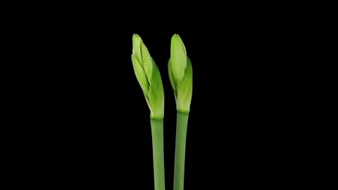 Growing and rotating amaryllis Arctic White flower with ALPHA Stock Footage 80550724