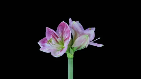 Growing and rotating Candy Floss amaryllis in RGB + ALPHA matte format Stock Footage 56926583