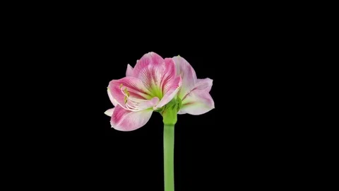 Growing and rotating Candy Floss amaryllis, RGB + ALPHA matte Video stock 80550734