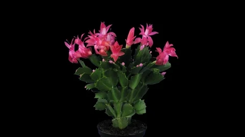 Growing and rotating pink Christmas cactus with ALPHA Stock Footage