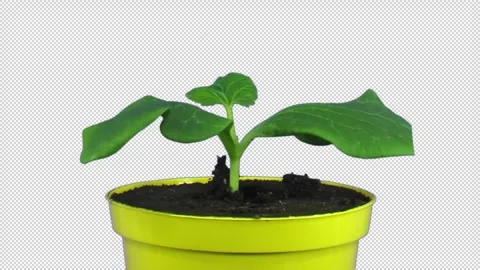 Growing and rotating pumpkin seeds in a vase with ALPHA channel Stock Footage 312980405