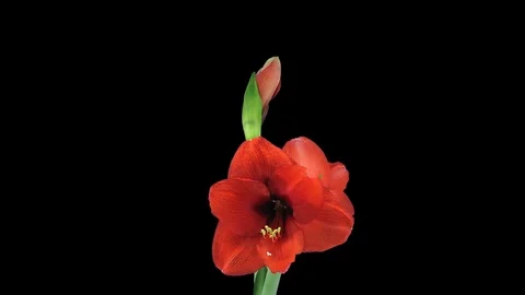 Growing and rotating Royal Red amaryllis flower 3b1 with ALPHA Stock Footage 84381408