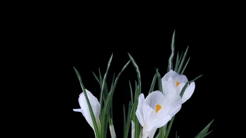 Growing and rotating white crocus Easter flower, 3K with ALPHA channel Stock Footage 98626355