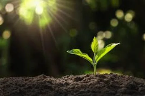 Growing and shining Stock Photos