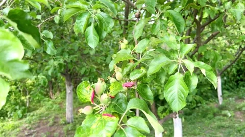 Growing an apple orchard Stock Footage 199505701