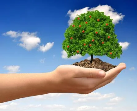 Growing apple tree Foto stock