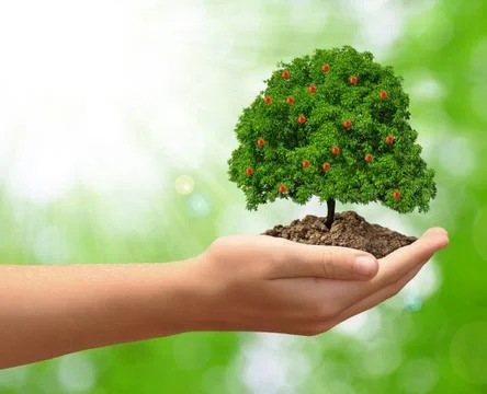 Growing apple tree Stock Photos