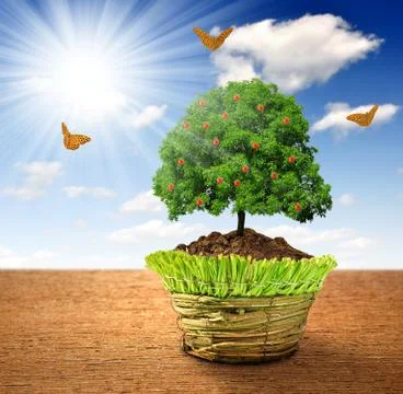 Growing apple tree Foto stock