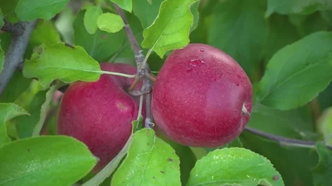 Growing apples. Apple orchard with apples. Видео 161935744