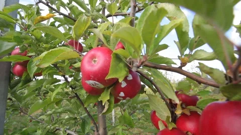 Growing apples. Apple orchard with apples. Stock Footage 161935896