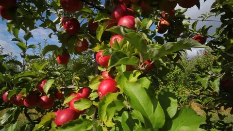 Growing apples. Apple orchard with apples. Видео 161935946