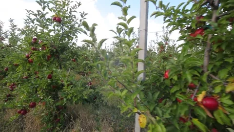 Growing apples. Apple orchard with apples. 库存影片 161935984