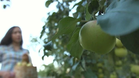 Growing apples. Collect apples. Видео 70117979