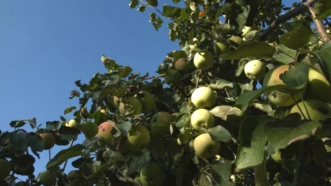 Growing apples. 動画素材 70117816
