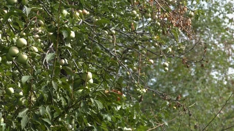 Growing apples. Horizontal pan. Focus in / focus out. 스톡 동영상 70119487