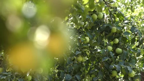 Growing apples. Two apples close-up. Focus in / focus out. Видео 70119547