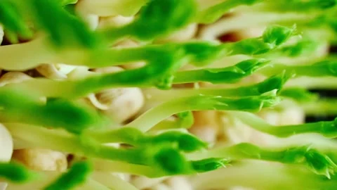Growing arugula seeds time lapse. Sprouts germinate from seeds. Stock Footage 273306540