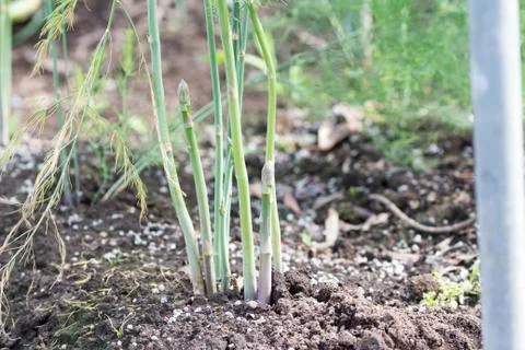 Growing asparagus Foto stock