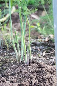 Growing asparagus Stock Photos