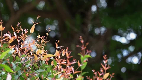 Growing Australia rose apple tree against nature bokeh background. 動画素材 157998052