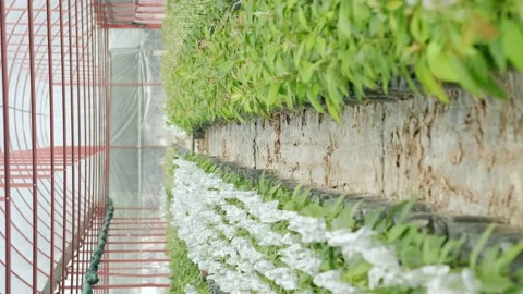 Growing avocado seeds onion greenhouse on farm plantation avocado. young fresh Stock-Footage 239650053