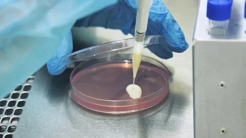 Growing bacteria in a Petri dish , microbiological analysis Stock-Footage 126658075