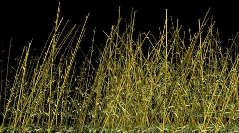 Growing Bamboo Sticks, Alpha included Stock Footage