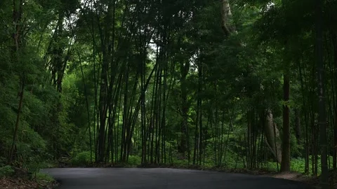 Growing Bamboo Tree Along The Paved Road. Stockbeeldmateriaal 248108297