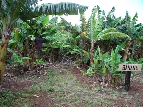 Growing Banana's 库存照片