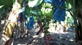 Growing bananas on plantation next to Pafos (Paphos), Cyprus HD Footage