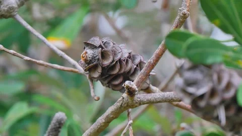 Growing banksia on a tree branch Video stock 345536428