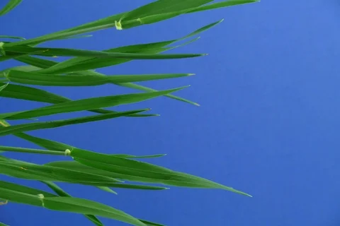 Growing Barley. Timelapse colour key Stock Footage 109003638