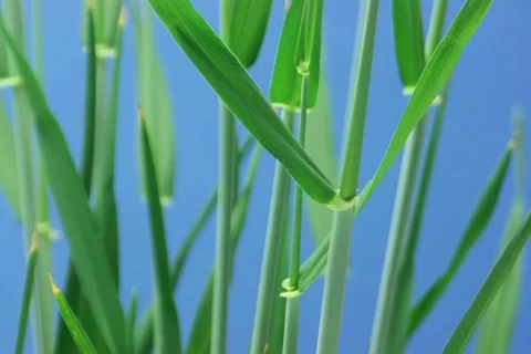 Growing Barley. Timelapse colour key Video stock 109015627