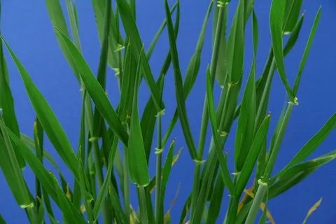 Growing Barley. Timelapse colour key Stock Footage 109015838