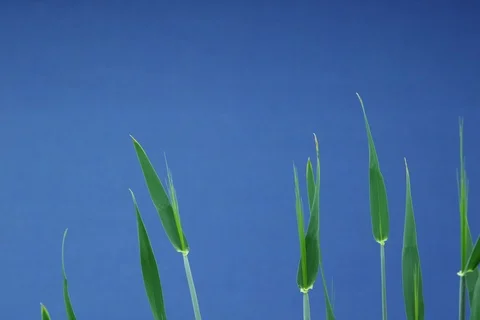Growing Barley. Timelapse colour key Stock Footage 109018450